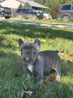 Kayden, a male French Bulldog for sale in Shipshewana, IN – 2 of 6