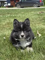 Catalina, a female Pomsky for sale in Shipshewana, IN – 2 of 3