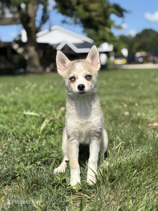 Sarah – Pomsky puppy for sale in Shipshewana, IN