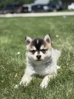 Chloe, a female Pomsky for sale in Shipshewana, IN – 3 of 3