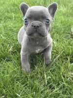 Henrey, a male French Bulldog for sale in Shipshewana, IN – Photo 2 of 3