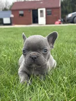 Henrey, a male French Bulldog for sale in Shipshewana, IN – Photo 3 of 3