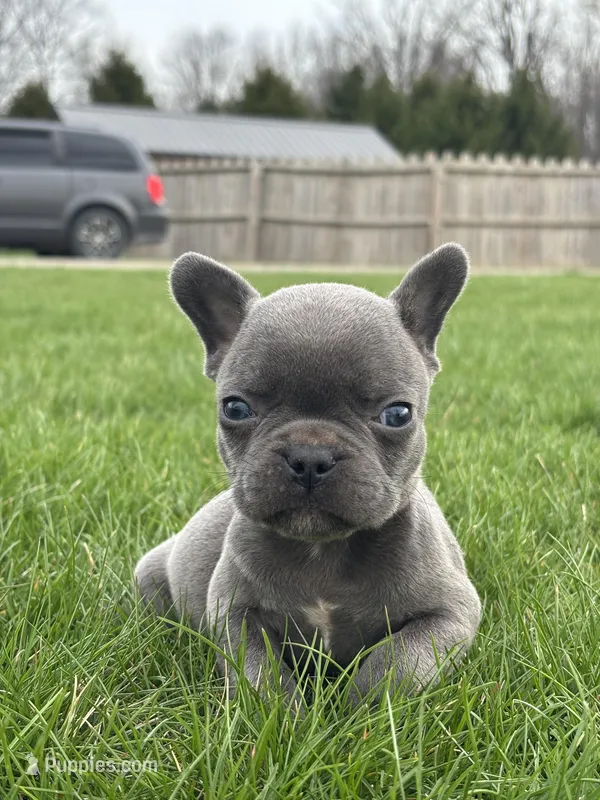 Henrey – French Bulldog puppy for sale in Shipshewana, IN