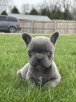 Henrey, a male French Bulldog for sale in Shipshewana, IN – Photo 1 of 3