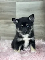 Ezra, a male Pomsky for sale in Shipshewana, IN – 2 of 3