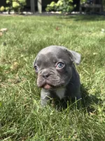 Kayden, a male French Bulldog for sale in Shipshewana, IN – 2 of 3