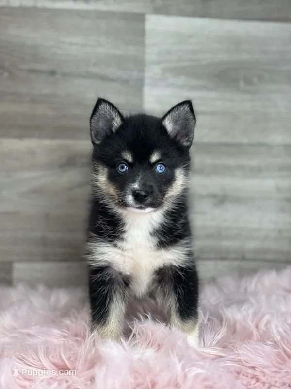 Esther – Pomsky puppy for sale in Shipshewana, IN