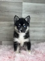 Esther, a female Pomsky for sale in Shipshewana, IN – 1 of 3