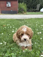 Remi F1BB, a female Miniature Goldendoodle for sale in Shipshewana, IN – 2 of 3