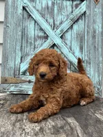 Fernando F1B, a male Miniature Goldendoodle for sale in Shipshewana, IN – 2 of 3