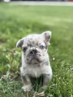 Miles, a male French Bulldog for sale in Shipshewana, IN – 3 of 3