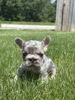 Oaklynn, a male French Bulldog for sale in Shipshewana, IN – 2 of 3