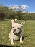 Hazel, a female French Bulldog for sale in Shipshewana, IN – 2 of 6