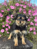 Luna Yorkie-Pom, a female Pomeranian and Yorkshire Terrier for sale in Shipshewana, IN – 2 of 6
