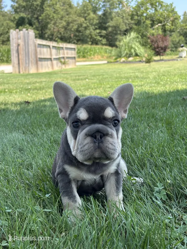 Madeline – French Bulldog puppy for sale in Shipshewana, IN