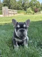 Madeline, a female French Bulldog for sale in Shipshewana, IN – 1 of 6