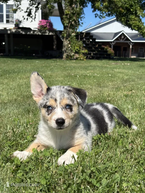 Rose – Pembroke Welsh Corgi, Siberian Husky puppy for sale in Shipshewana, IN