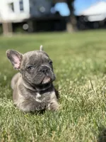 Ruth, a female French Bulldog for sale in Shipshewana, IN – 4 of 4