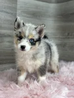Emily, a female Pomsky for sale in Shipshewana, IN – 2 of 3