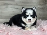 Asher, a male Pomsky for sale in Shipshewana, IN – 2 of 3