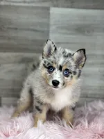 Everett, a male Pomsky for sale in Shipshewana, IN – 2 of 3