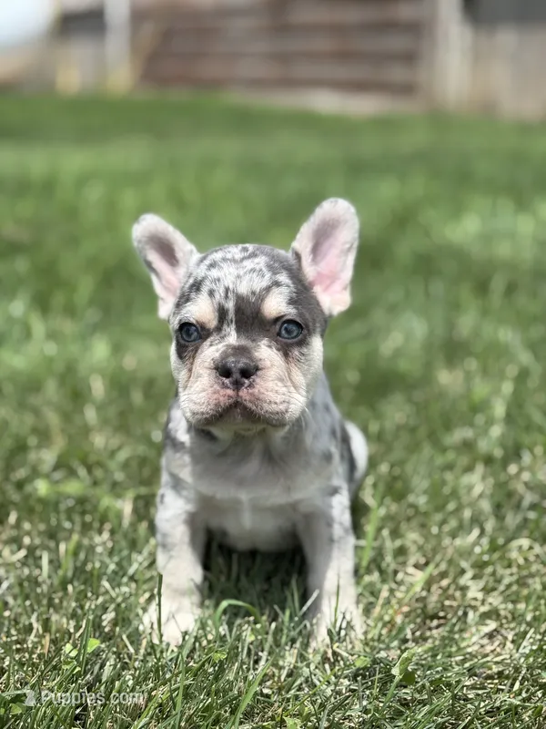 Owen – French Bulldog puppy for sale in Shipshewana, IN