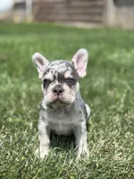 Owen, a male French Bulldog for sale in Shipshewana, IN – 1 of 3