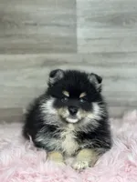 Sawyer, a male Pomsky for sale in Shipshewana, IN – 3 of 3