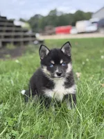 Esther, a female Pomsky for sale in Shipshewana, IN – 3 of 3