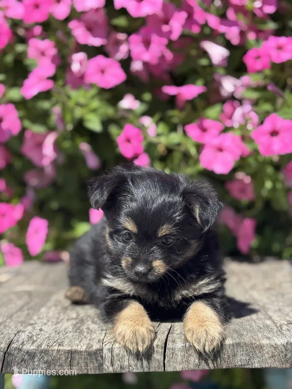Lilly Yorkie-Pom – Pomeranian, Yorkshire Terrier puppy for sale in Shipshewana, IN