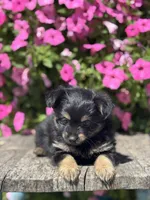 Lilly Yorkie-Pom, a female Pomeranian and Yorkshire Terrier for sale in Shipshewana, IN – 1 of 3