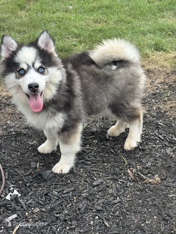 Conner – Pomsky puppy for sale in Shipshewana, IN