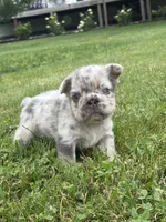 Miles, a male French Bulldog for sale in Shipshewana, IN – 2 of 3