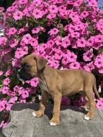 Monika, a male Boxer for sale in Shipshewana, IN – 2 of 3