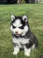 Zion, a female Pomsky for sale in Shipshewana, IN – 2 of 3