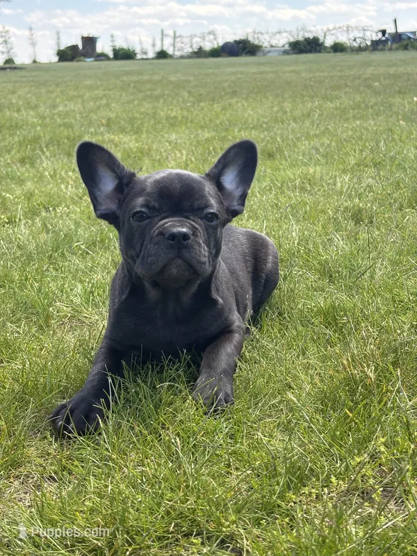 Happy – French Bulldog puppy for sale in Shipshewana, IN