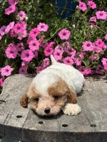 Ryan F1BB, a male Miniature Goldendoodle for sale in Shipshewana, IN – 3 of 3
