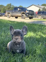 Seth, a male French Bulldog for sale in Shipshewana, IN – 2 of 6