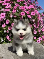Zelda, a female Pomsky for sale in Shipshewana, IN – 3 of 3