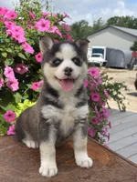 Sage, a female Pomsky for sale in Shipshewana, IN – 3 of 3