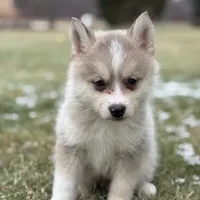Tyler F2, a male Pomsky for sale in Shipshewana, IN – Photo 1 of 3