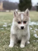Tyler F2, a male Pomsky for sale in Goshen, IN – Photo 1 of 3