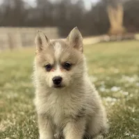 Tyler F2, a male Pomsky for sale in Shipshewana, IN – Photo 2 of 3