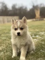 Tyler F2, a male Pomsky for sale in Goshen, IN – Photo 2 of 3