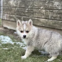 Tyler F2, a male Pomsky for sale in Shipshewana, IN – Photo 3 of 3