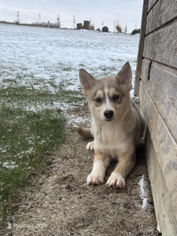 Tyler F2 – Pomsky puppy for sale in Shipshewana, IN