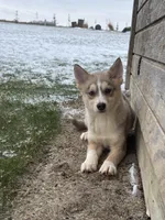 Tyler F2, a male Pomsky for sale in Shipshewana, IN – Photo 1 of 5
