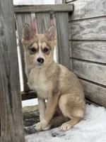Tyler F2, a male Pomsky for sale in Shipshewana, IN – Photo 2 of 5