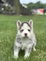 Saint, a male Pomsky for sale in Shipshewana, IN – 3 of 4