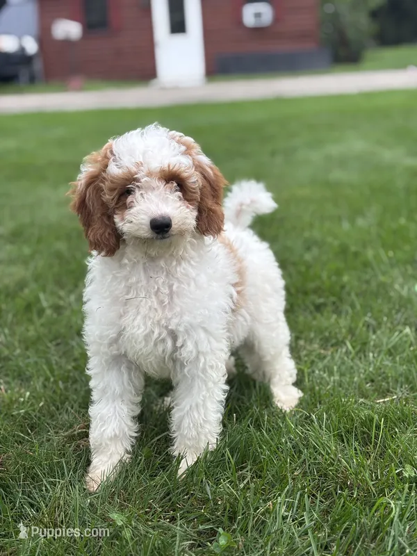 Griffin F1B – Miniature Goldendoodle puppy for sale in Shipshewana, IN